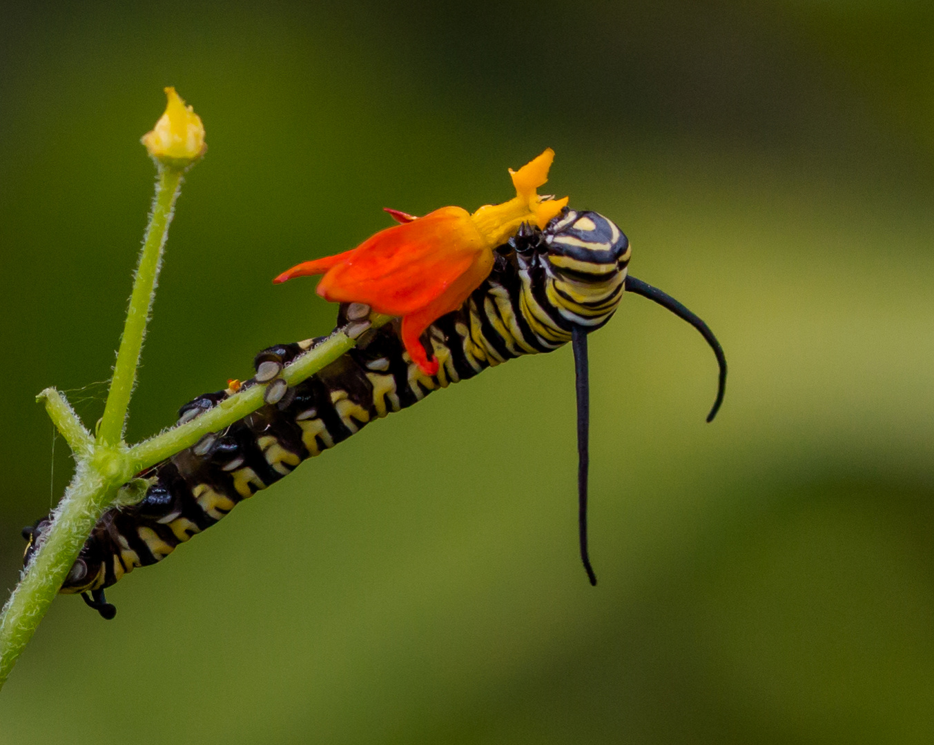 Die kleine Raupe Nimmersatt  - Monarch Falter -