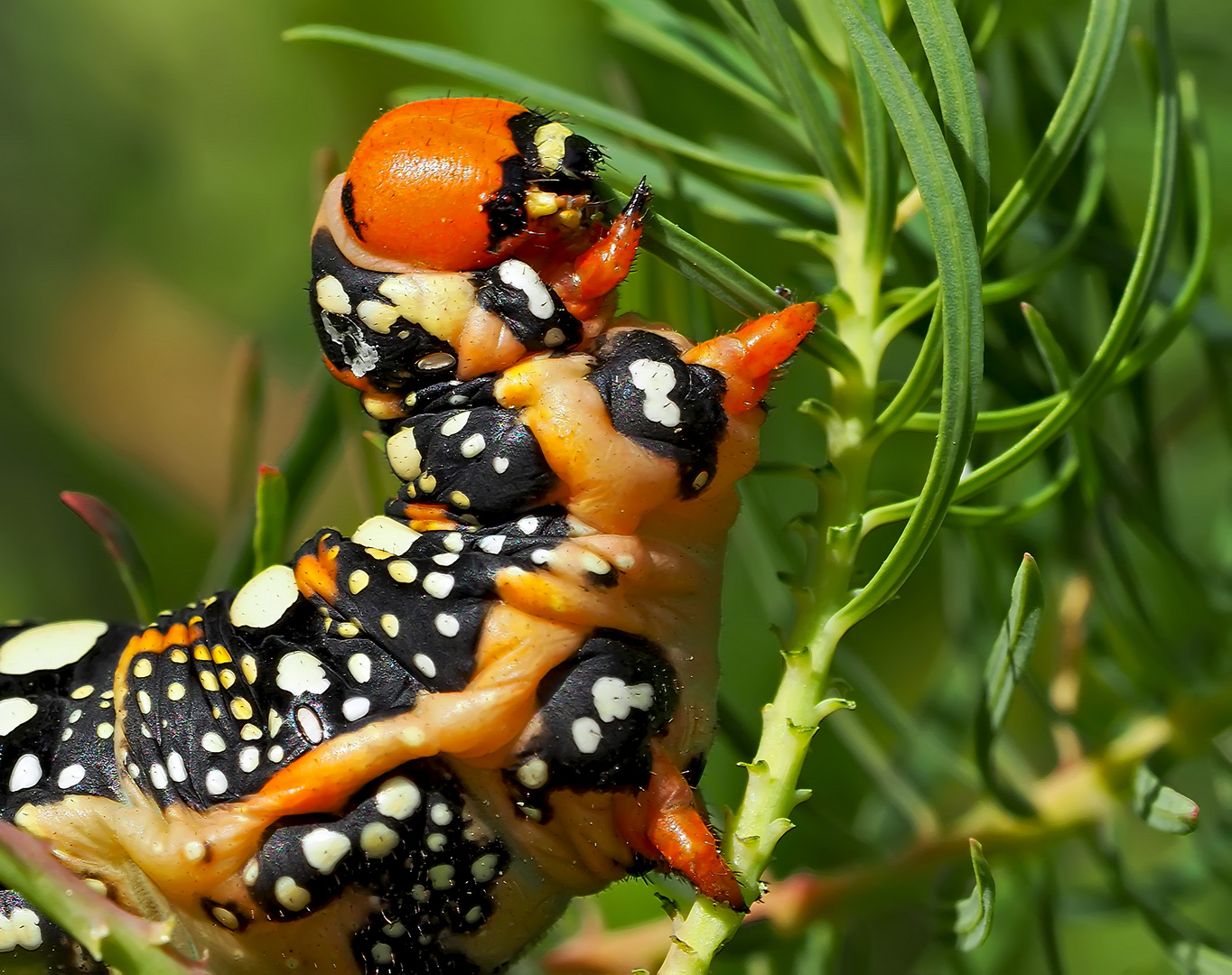 Die kleine Raupe Nimmersatt. - The Very Hungry Caterpillar. - La chenille bouffeuse... 