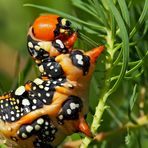 Die kleine Raupe Nimmersatt. - The Very Hungry Caterpillar. - La chenille bouffeuse... 