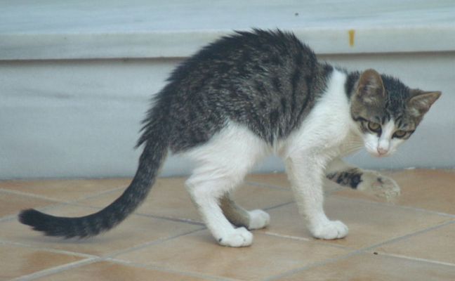 "Die Kleine" (reload)