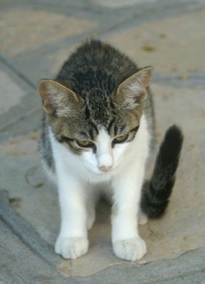 "Die Kleine" (reload)