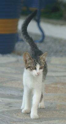 "Die Kleine" (reload)