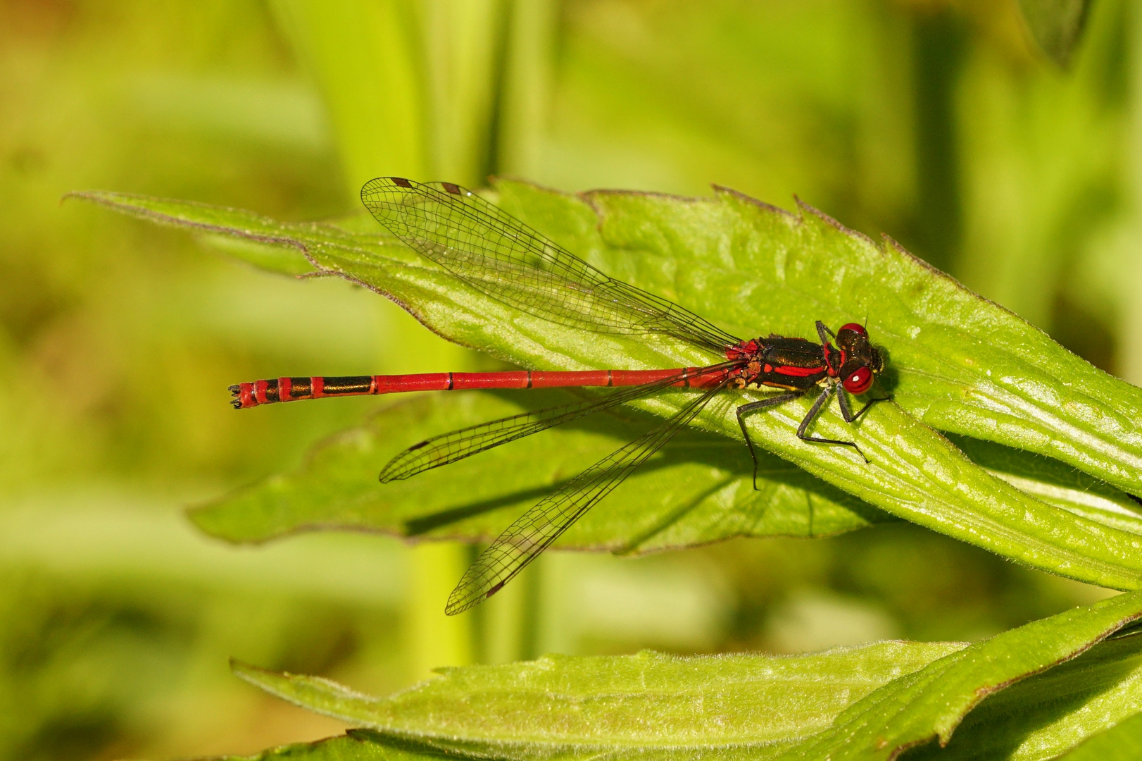 ....Die kleine Rote....