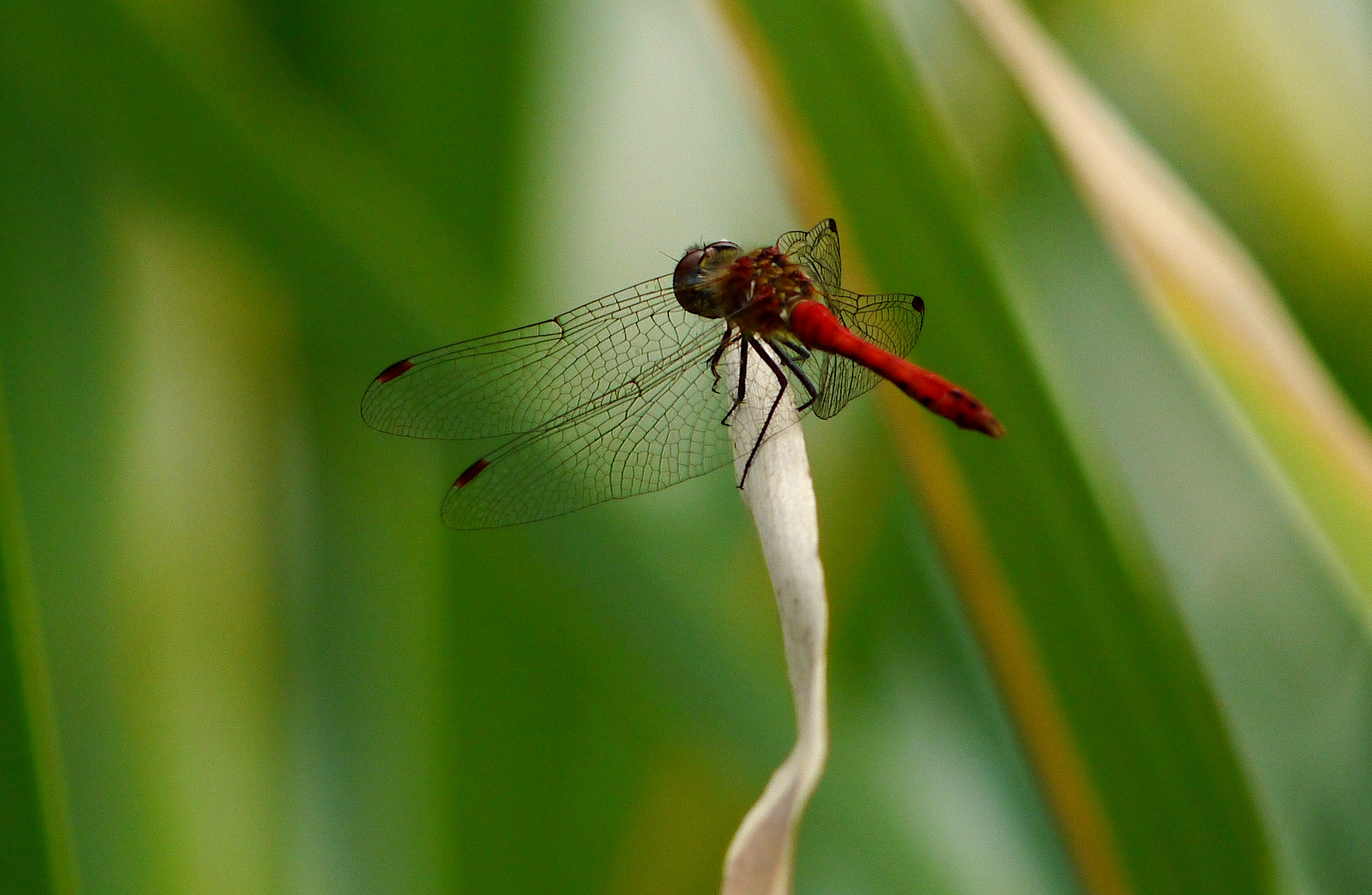 Die kleine Rote