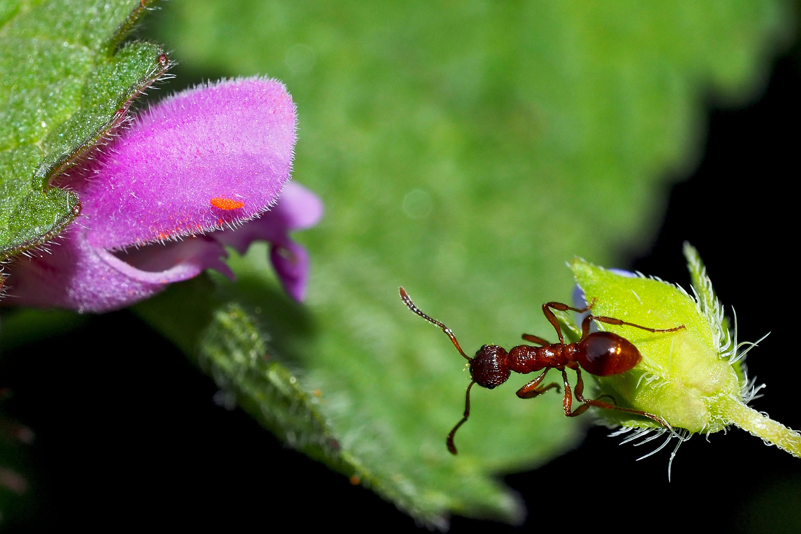 Die kleine rote Ameise sucht den direktesten Weg zur Taubnesselblüte.