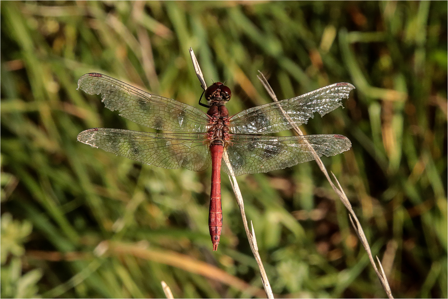 Die kleine Rote