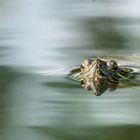 Die kleine Schildkröte