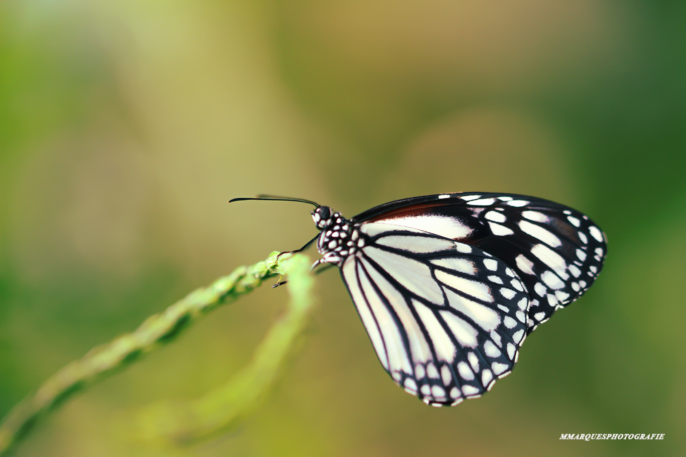 Die kleine Schmetterling