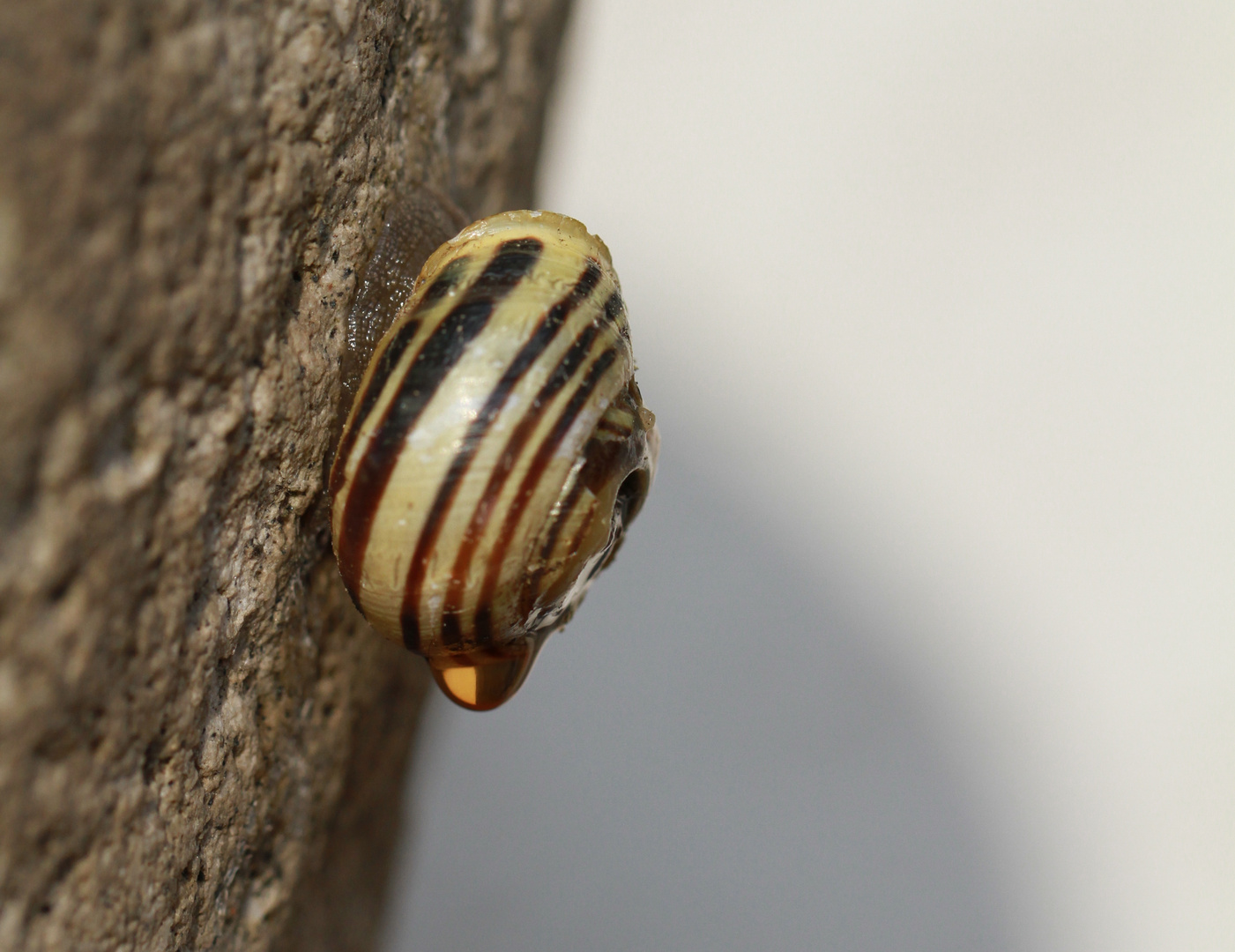 die kleine Schnecke