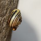 die kleine Schnecke