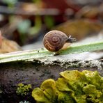 die kleine Schnecke