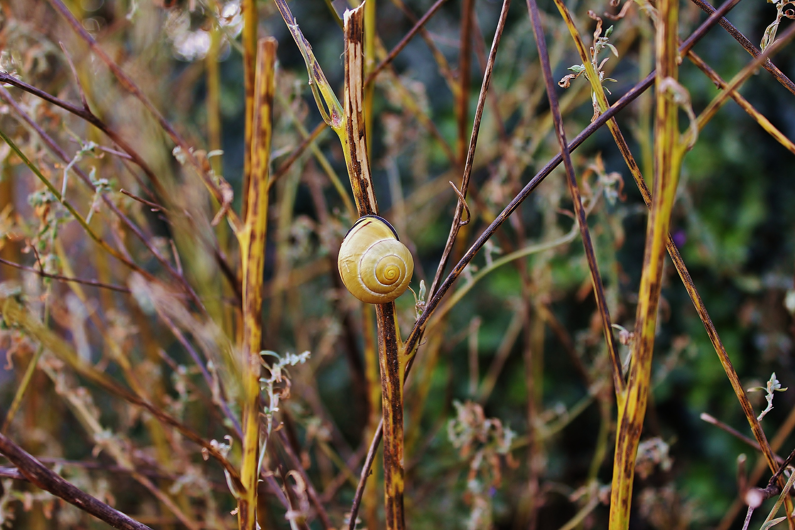 Die kleine Schnecke