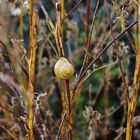 Die kleine Schnecke