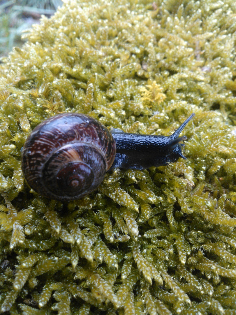 Die kleine Schnecke auf dem Moospolster.....