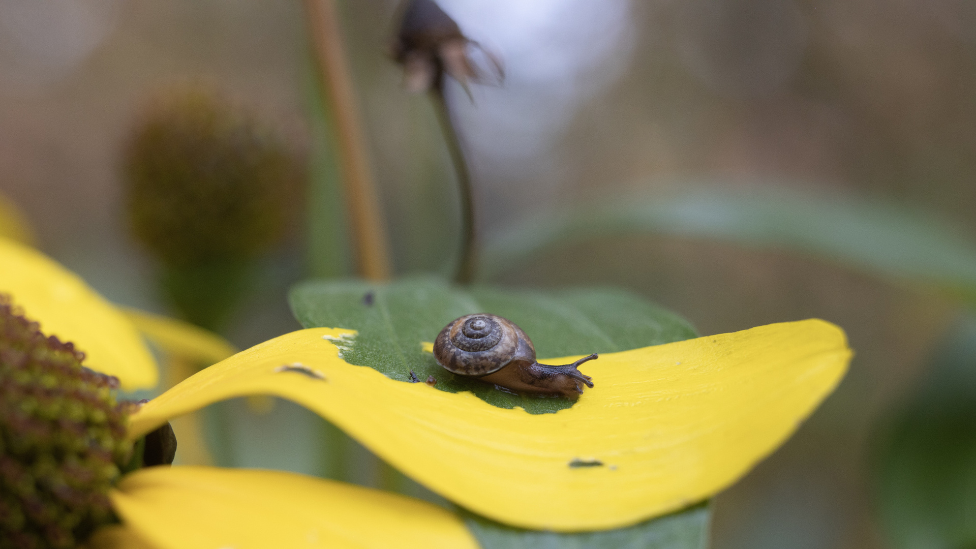 Die kleine Schnecke und der Sonnenhut