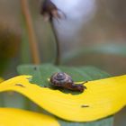 Die kleine Schnecke und der Sonnenhut