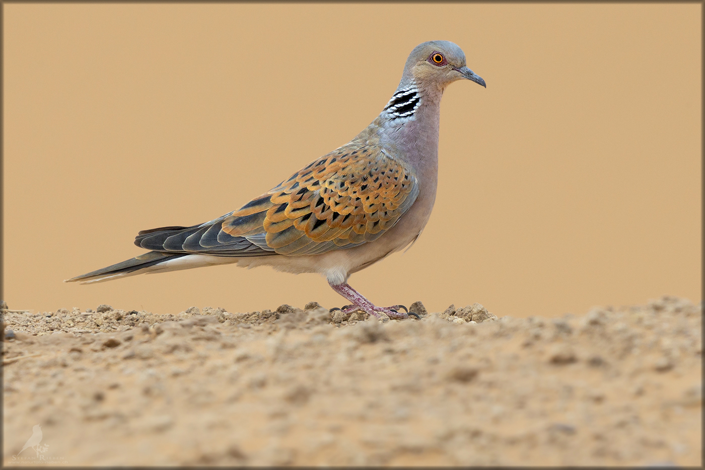 Die Kleine Schöne Foto & Bild | tiere, wildlife, wild lebende vögel