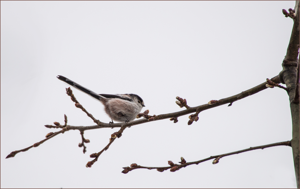 die kleine Schwanzmeise, Aegithalos caudatus,