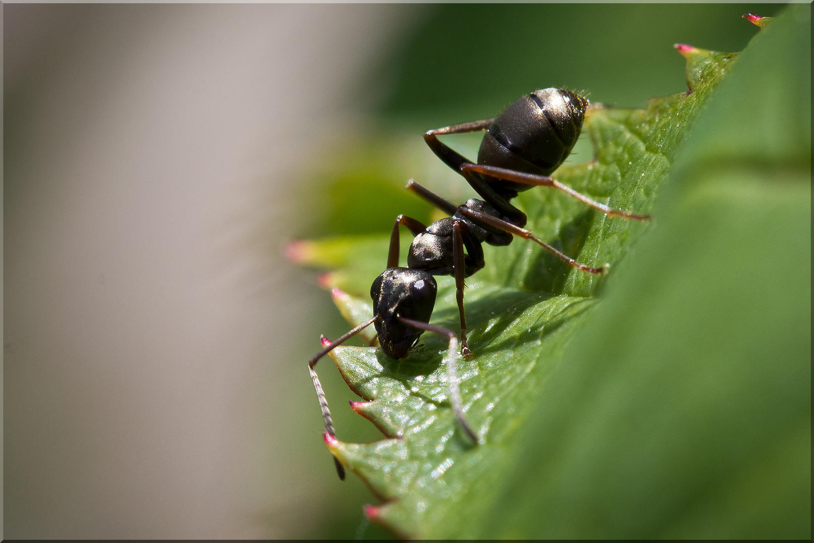 Die kleine Schwarze