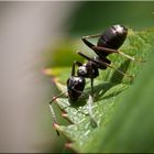 Die kleine Schwarze