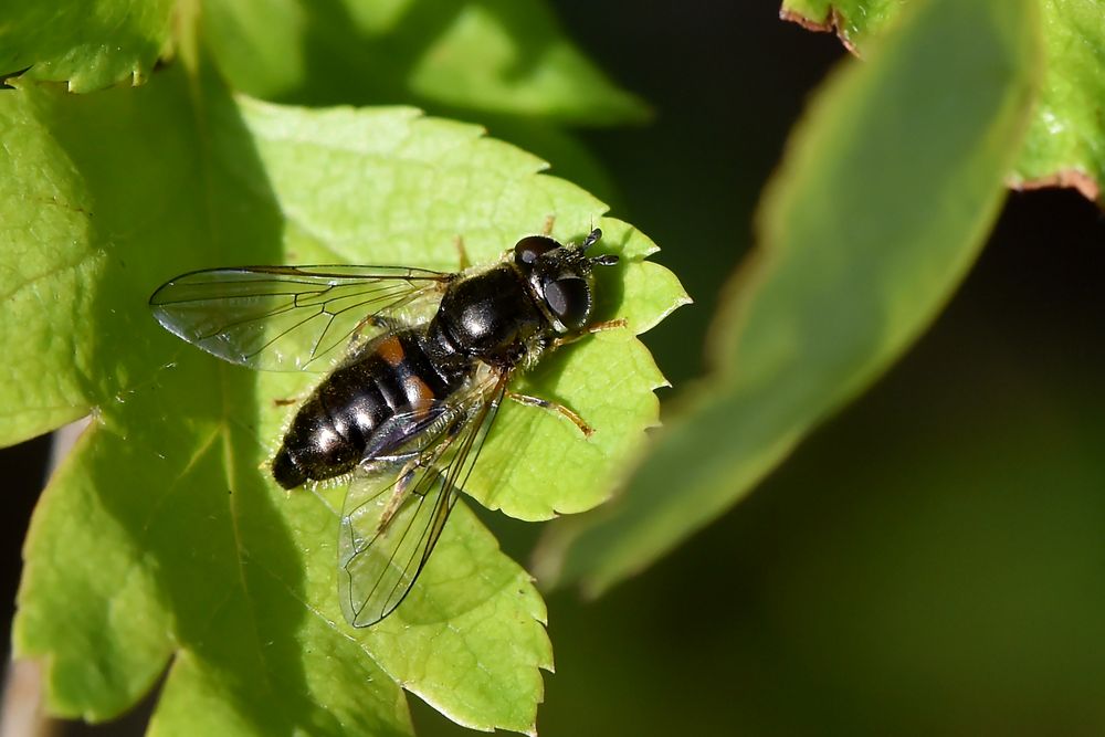 Die kleine Schwarze