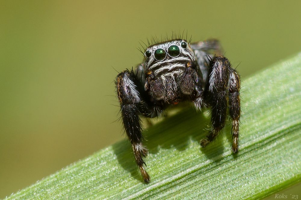 Die kleine Schwarze