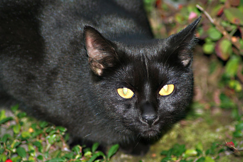 Die kleine schwarze von nebenan