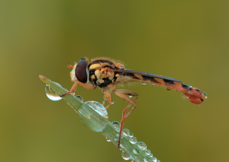 Die kleine Schwebfliege