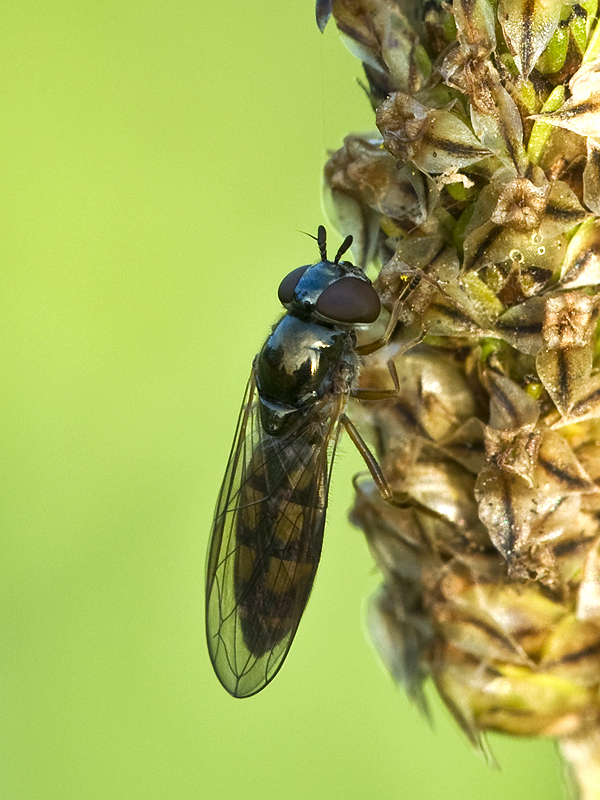 Die kleine Schwebfliege