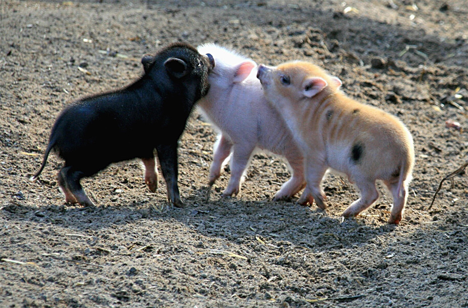 Die kleine Schweinebande