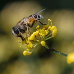 Die kleine "Schwester" der Mistbiene