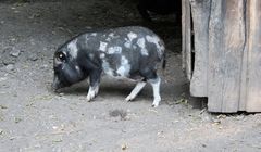 die "kleine" Schwester vom Hängebauchschwein