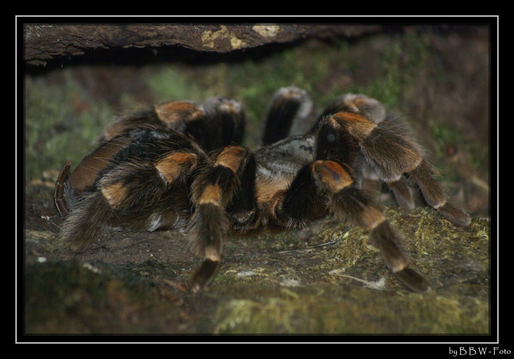 DIe kleine Schwester von Tarantula ;-)