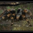 DIe kleine Schwester von Tarantula ;-)