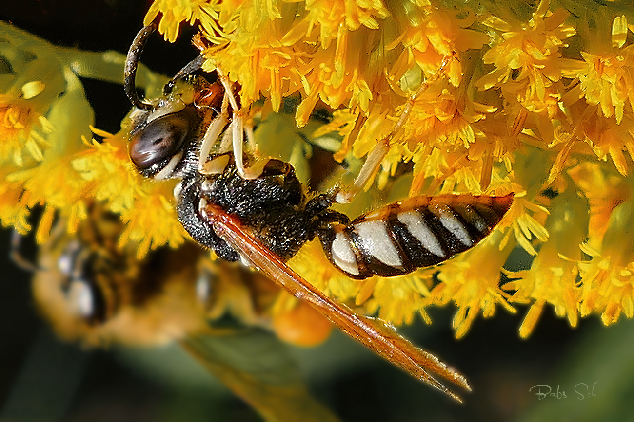 Die Kleine Silbermundwespe