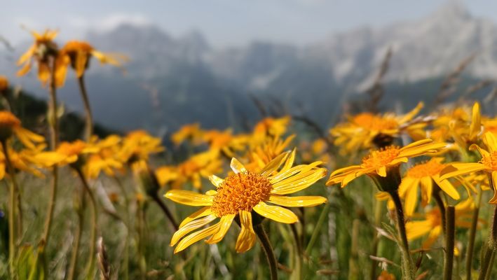 Die "kleine Sonne" am Wegesrand...