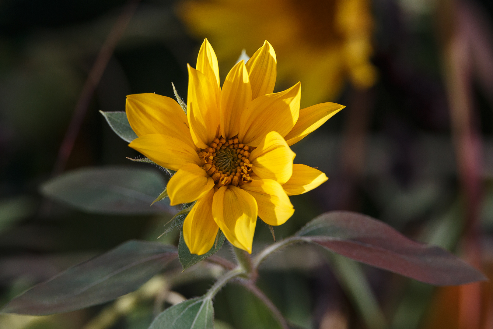die kleine Sonnenblume Foto & Bild pflanzen, pilze & flechten, blüten