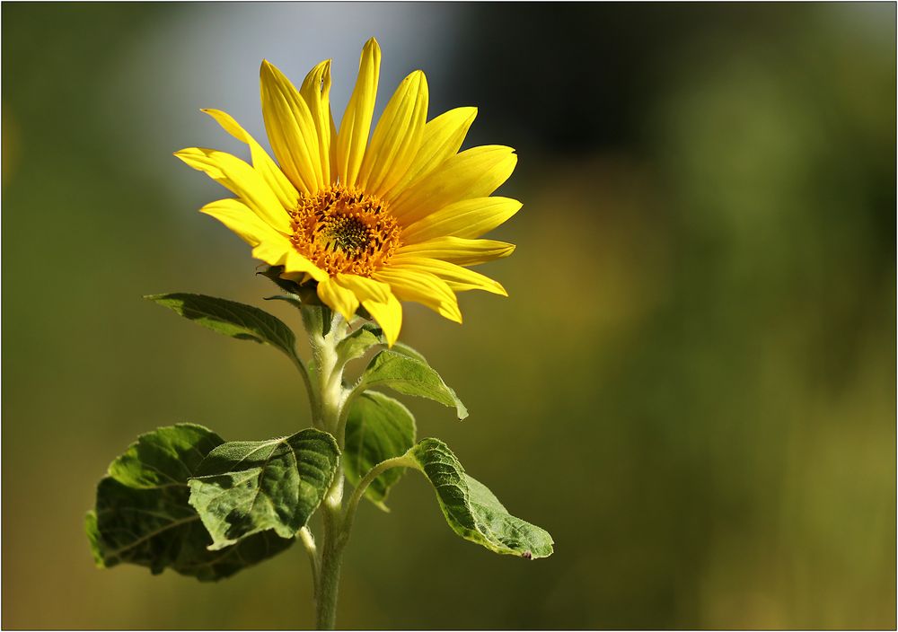 Die kleine Sonnenblume...