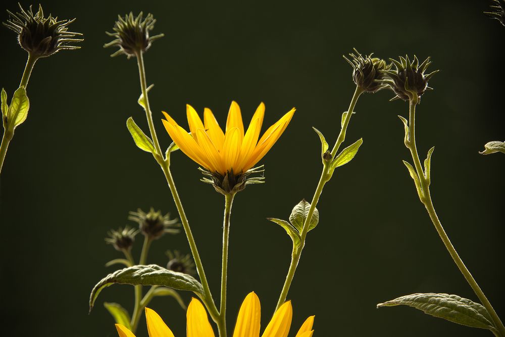 Die kleine Sonnenblume