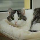 Die kleine Sookie ist heute mein Mittwochsblümchen.