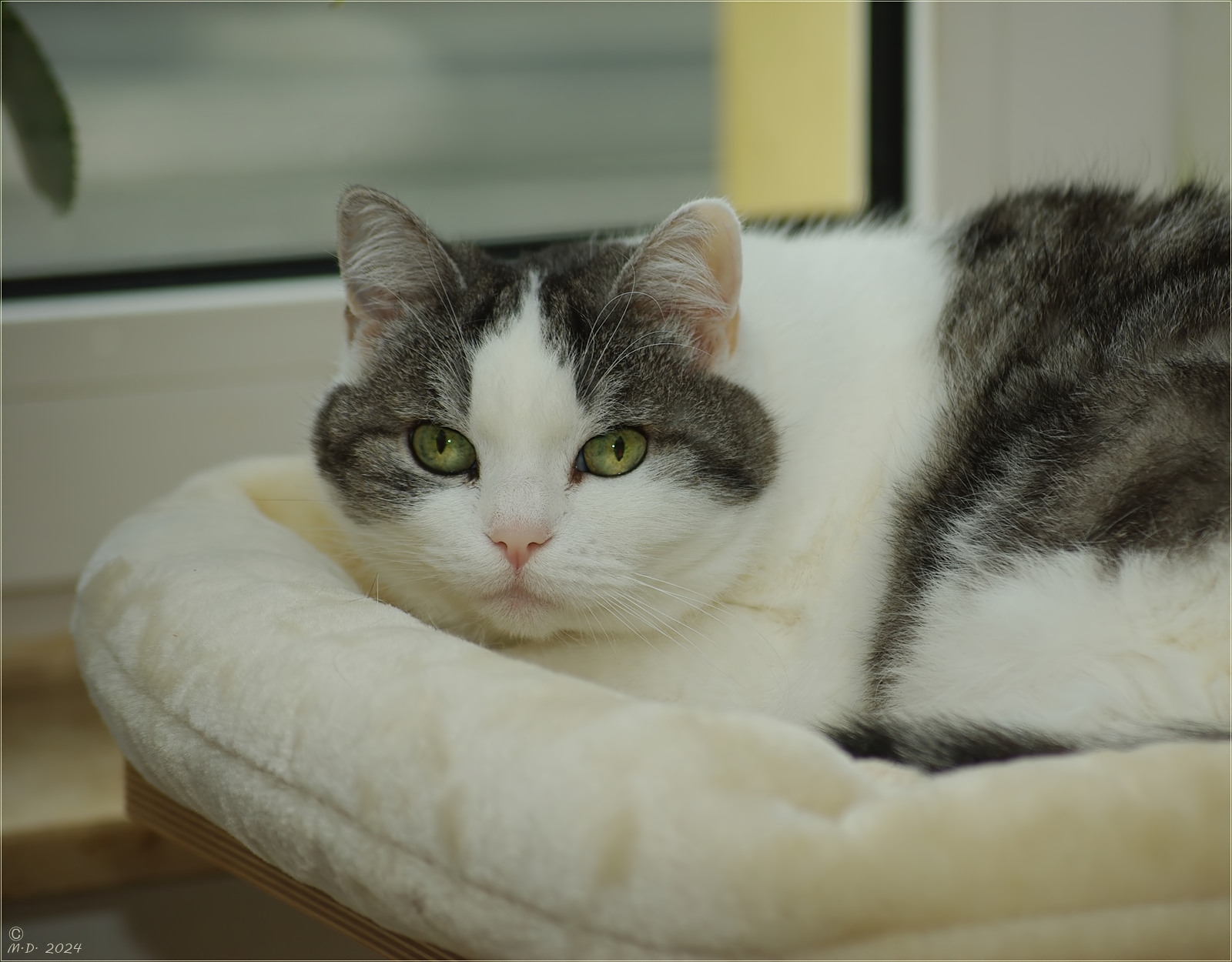 Die kleine Sookie ist heute mein Mittwochsblümchen.