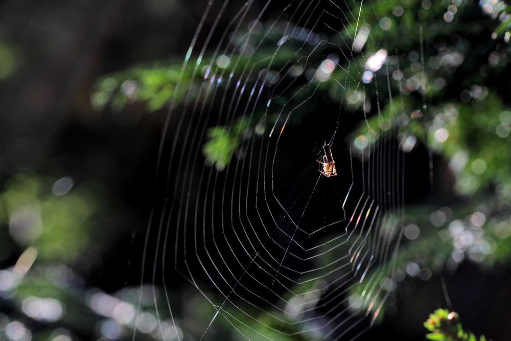 Die Kleine Spinne