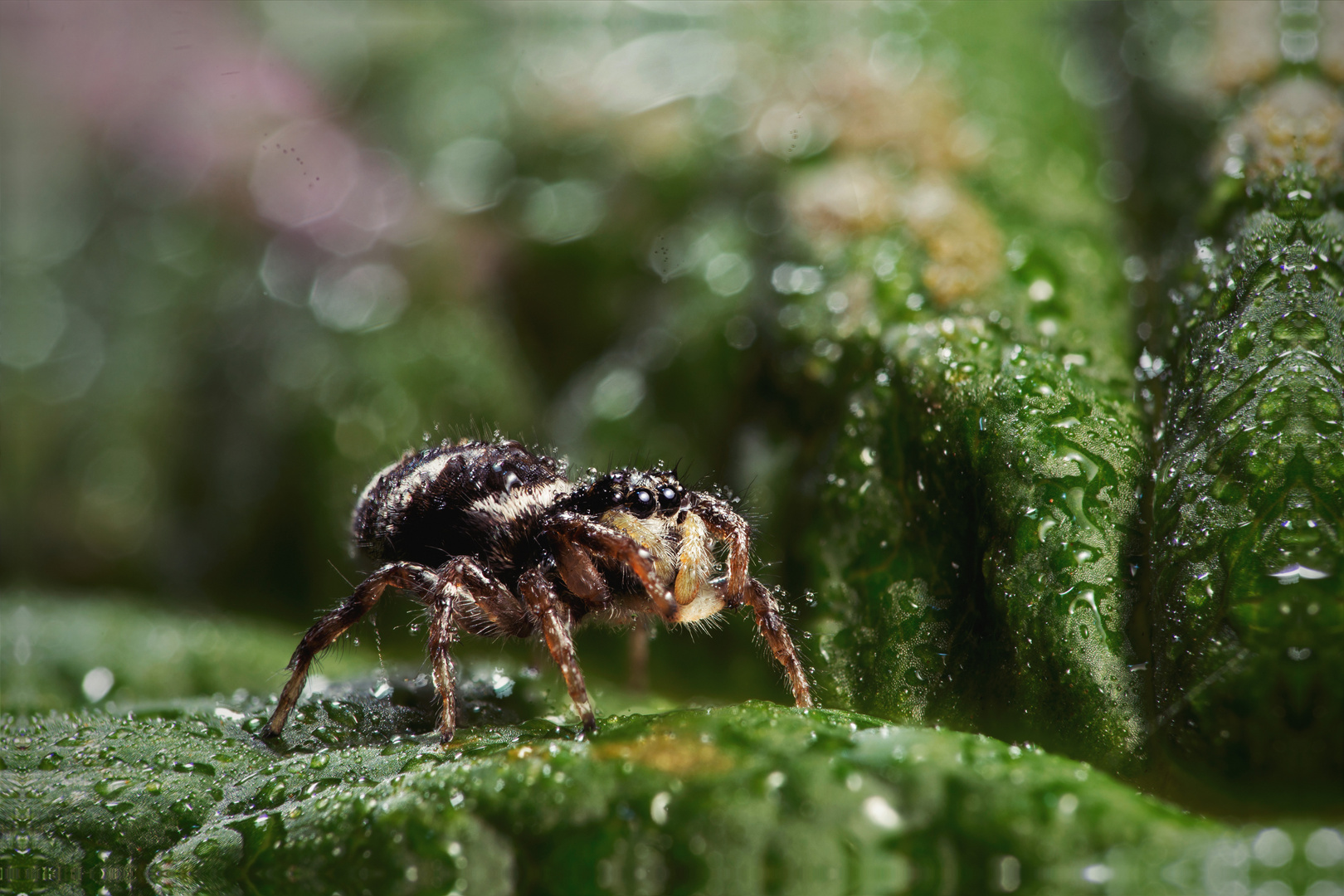 Die kleine Spinne