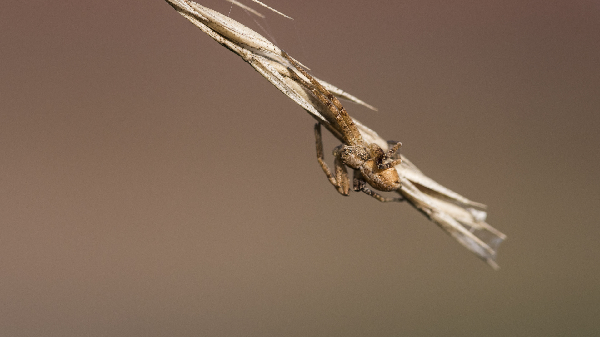 Die kleine Spinne