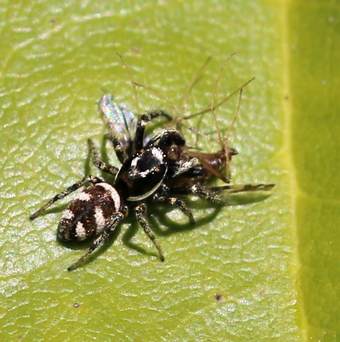 Die kleine Spinne hat sich was gefangen