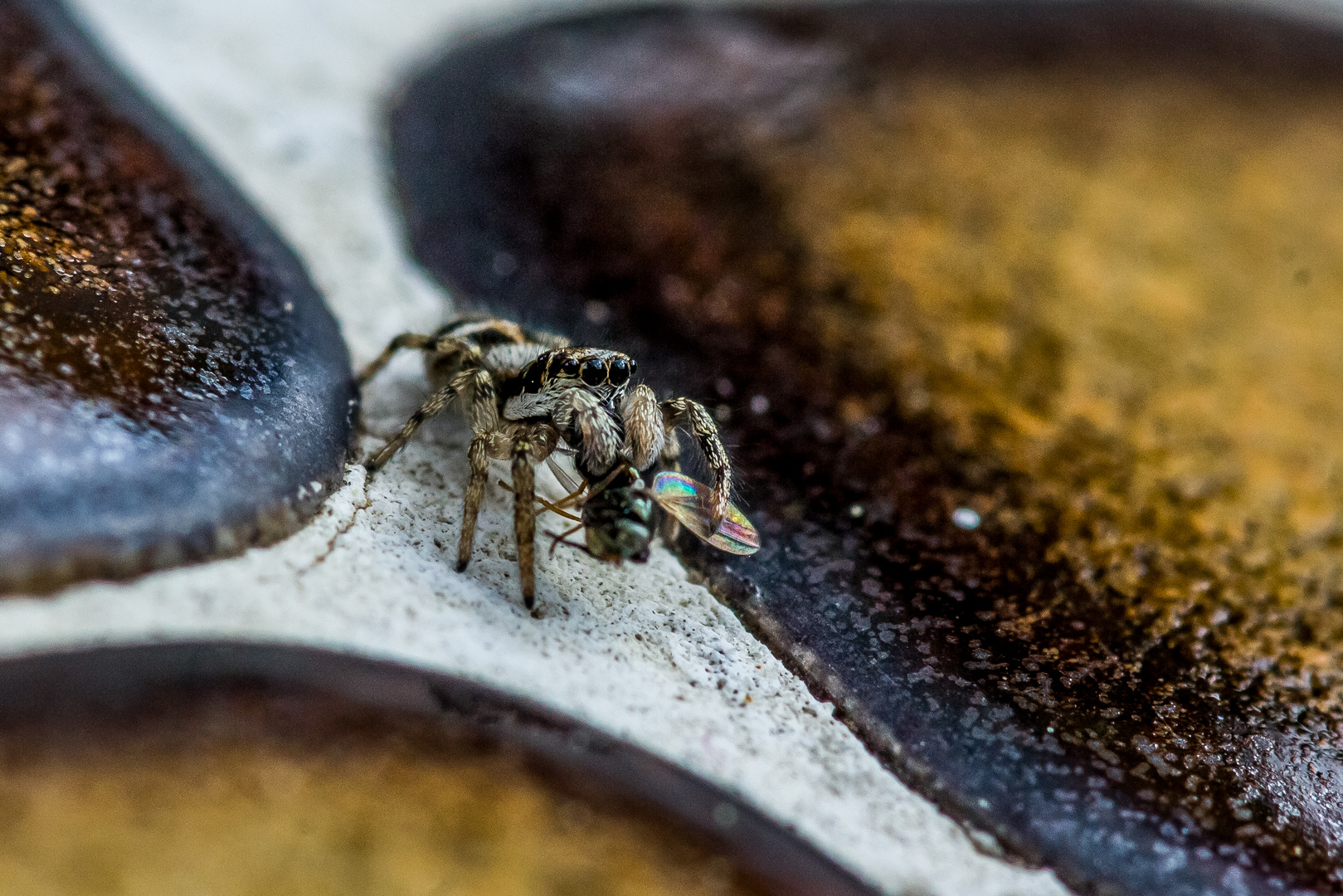 Die kleine Spinne mit den grossen Augen