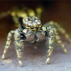 Die kleine Spinne schien Boxhandschuhe zu tragen....