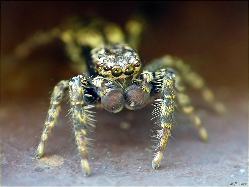 Die kleine Spinne schien Boxhandschuhe zu tragen....