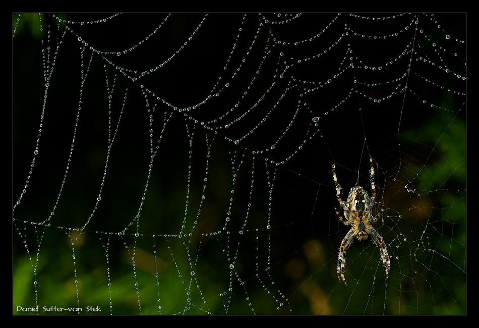 Die kleine Spinne, Teil 2