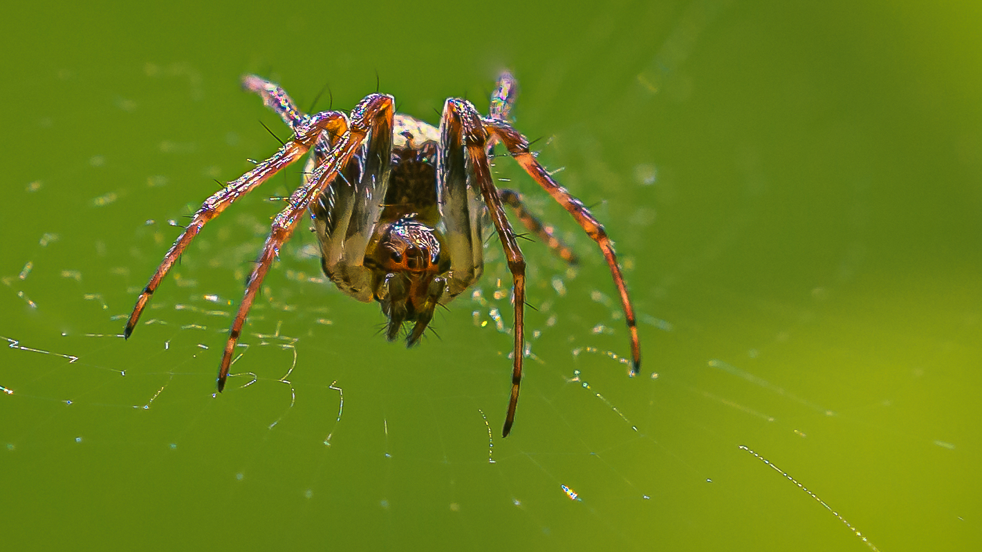 Die kleine Spinne "Widerlich"...